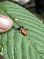 Ranitomeya reticulata