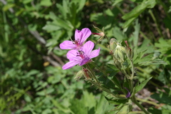 Geranium viscosissimum