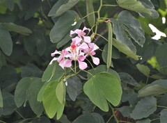 Bauhinia monandra