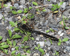 Cordulia shurtleffii