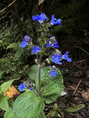 Salvia palifolia