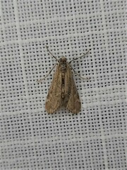 Hygraula nitens