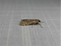 Hygraula nitens