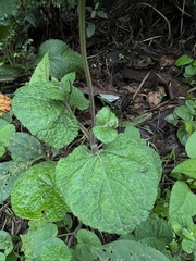 Salvia palifolia