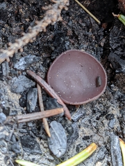 Daleomyces