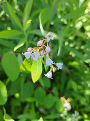 Apocynum androsaemifolium