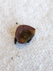 Daleomyces