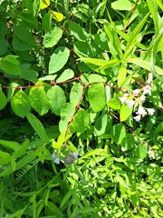 Apocynum androsaemifolium