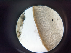 Daleomyces