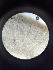 Daleomyces
