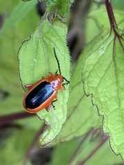 Disonycha discoidea