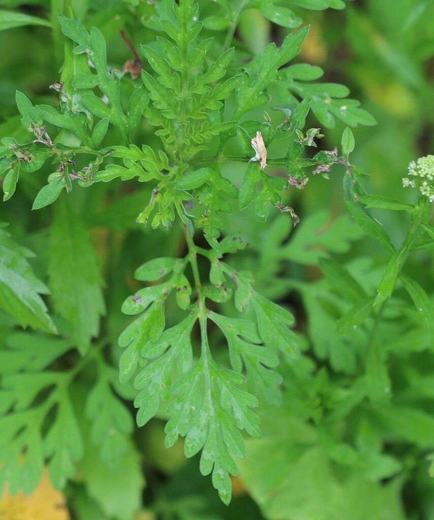 common ragweed from Scituate, MA, USA on June 19, 2022 at 12:54 PM by ...