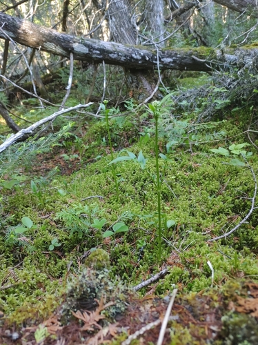 Image of Valeriana uliginosa by no rights reserved