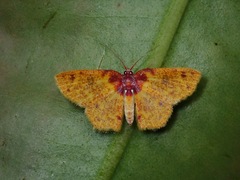 Chrysocraspeda porphyrochlamys