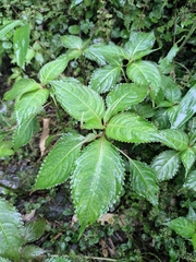 Impatiens siculifer