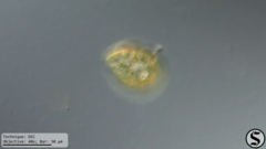 Arcella hemisphaerica