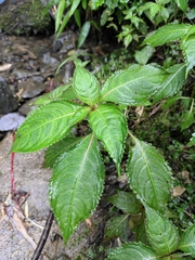 Impatiens siculifer