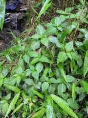 Impatiens siculifer
