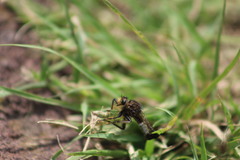 Asilinae