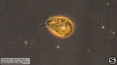 Arcella hemisphaerica