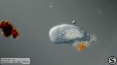 Macrostomum