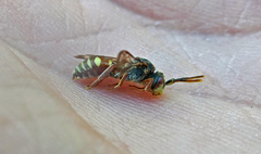 Nomada articulata