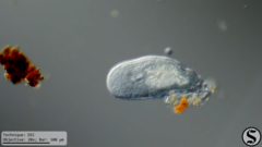 Macrostomum