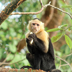 Cebus capucinus