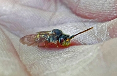 Nomada articulata