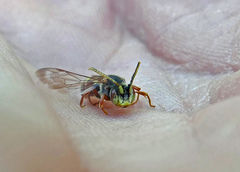 Nomada articulata