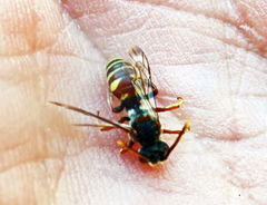 Nomada articulata