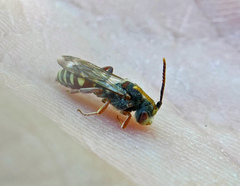 Nomada articulata