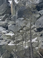 Larix lyallii