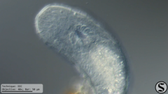 Macrostomum