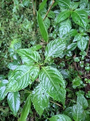 Impatiens siculifer