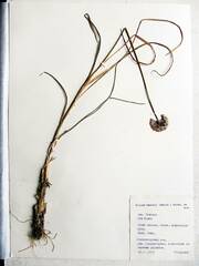 Allium maackii