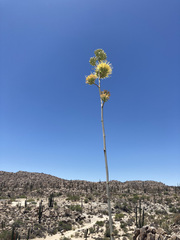 Agave deserti