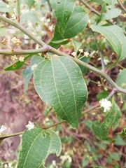 Acacia urophylla