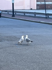 Larus argentatus