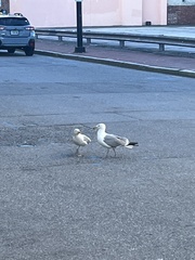 Larus argentatus