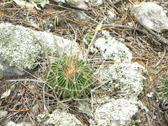 Echinofossulocactus crispatus