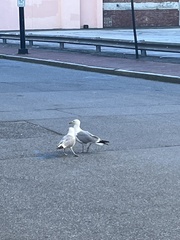 Larus argentatus