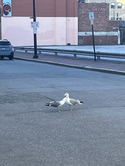 Larus argentatus