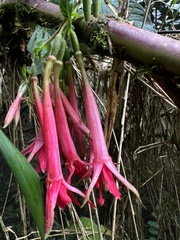 Fuchsia petiolaris