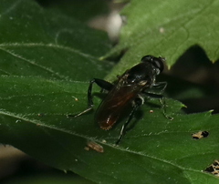 Xylota bicolor