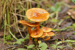 Cortinarius abnormis