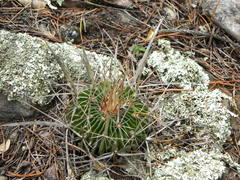 Echinofossulocactus crispatus