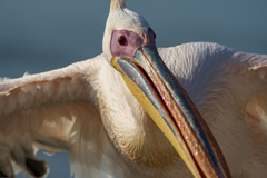 Pelecanus onocrotalus