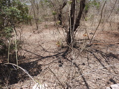 Ampelocissus acapulcensis