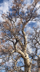 Pachycormus discolor